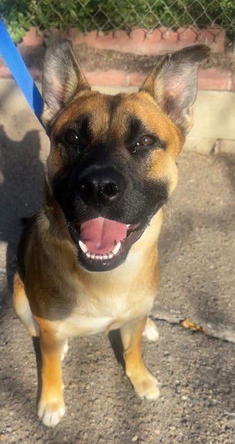 BODHI - German Shepherd Dog / Labrador Retriever available for adoption