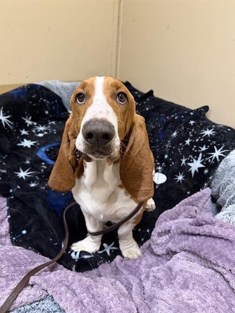 BOBBY - Basset Hound available for adoption