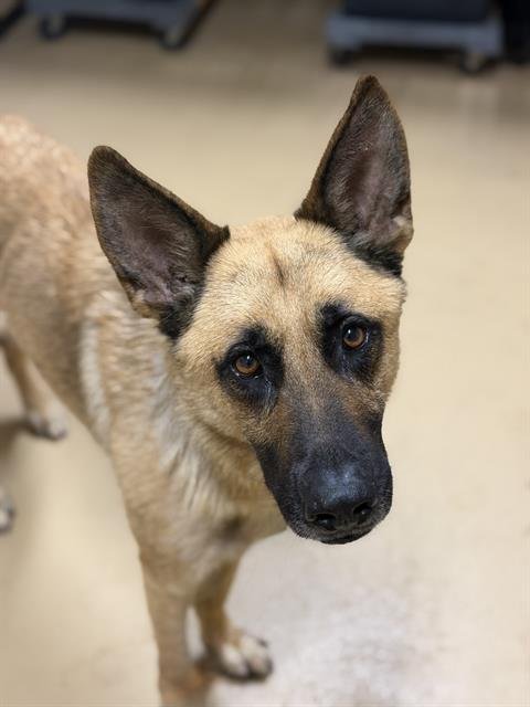 DEL TACO - German Shepherd Dog available for adoption