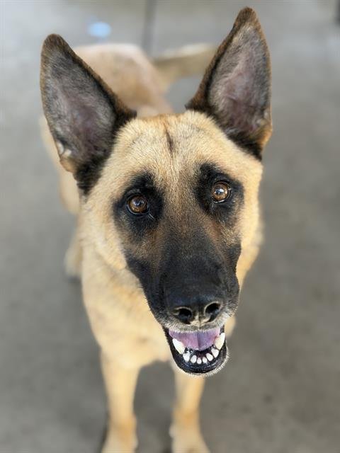 DEL TACO - German Shepherd Dog available for adoption