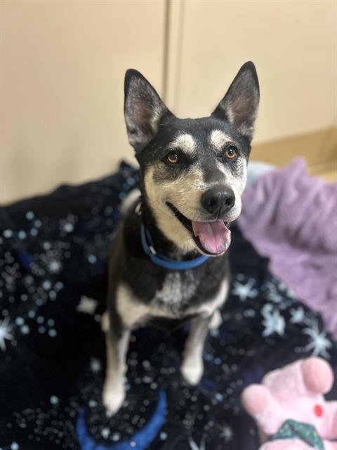 MIDNIGHT - Siberian Husky available for adoption