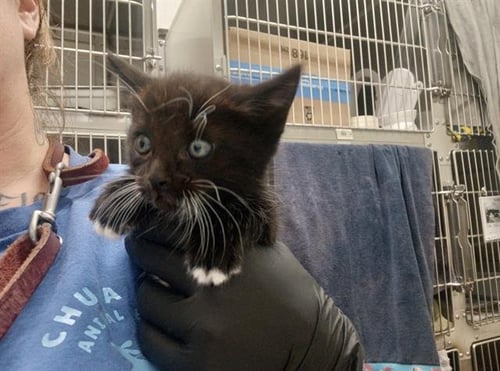 POMPOM - Domestic Short Hair available for adoption