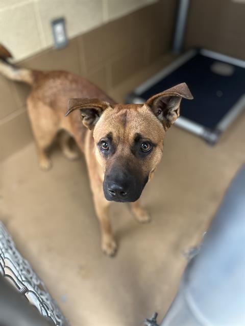 RANGER - Black Mouth Cur for adoption in Chula Vista