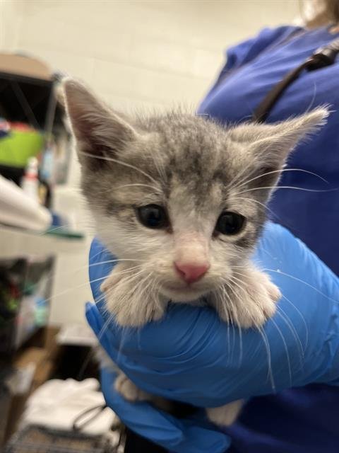 PIZOOKIE - Domestic Short Hair available for adoption