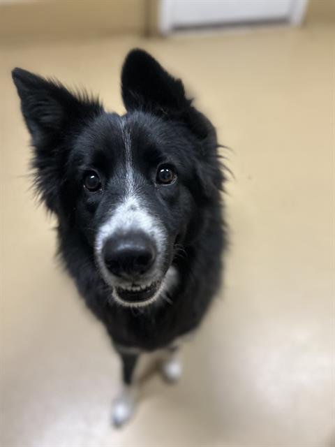 PRINCESS LEIA - Border Collie / Siberian Husky available for adoption