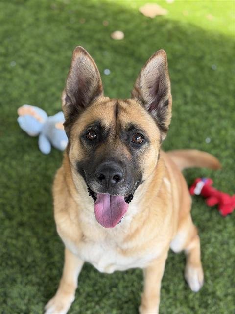 DAPHNE - German Shepherd Dog available for adoption