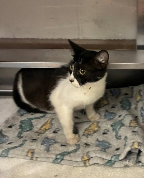 MILLIE - Domestic Short Hair for adoption in Chula Vista