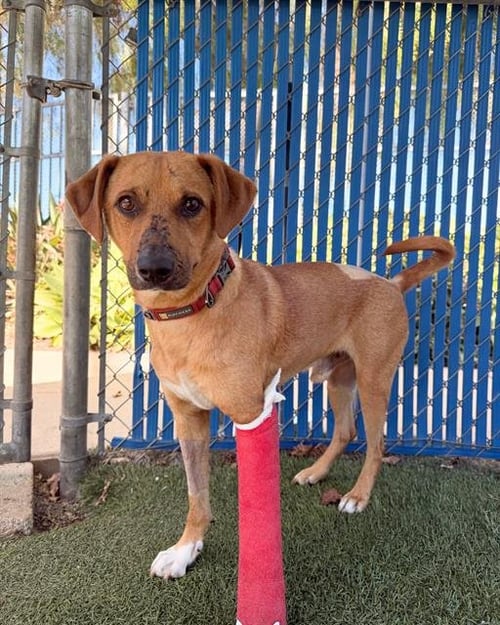 CARMELO - Labrador Retriever / Hound available for adoption