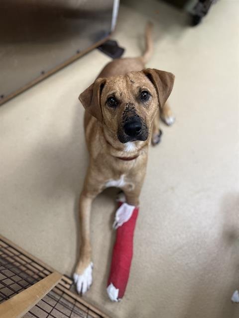 BART - Labrador Retriever / Hound available for adoption