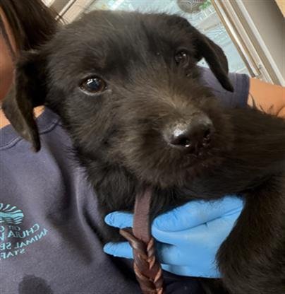 A269261 - Terrier available for adoption