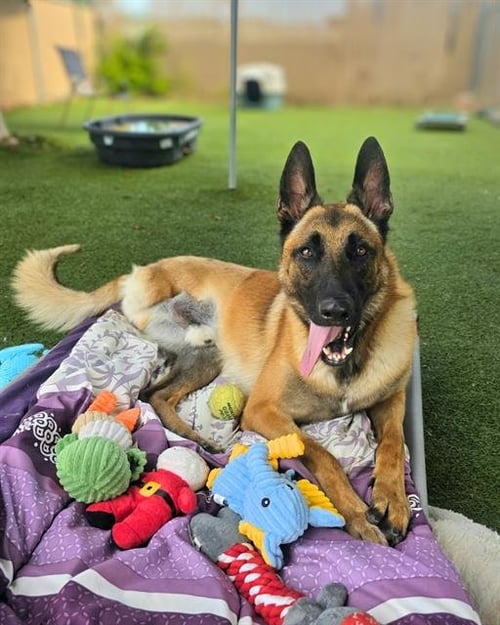 DOM - Belgian Shepherd Malinois for adoption in Chula Vista