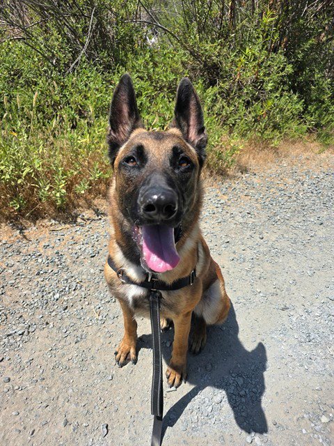 DOM - Belgian Shepherd Malinois available for adoption