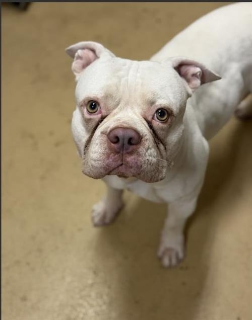 A274471 - English Bulldog available for adoption