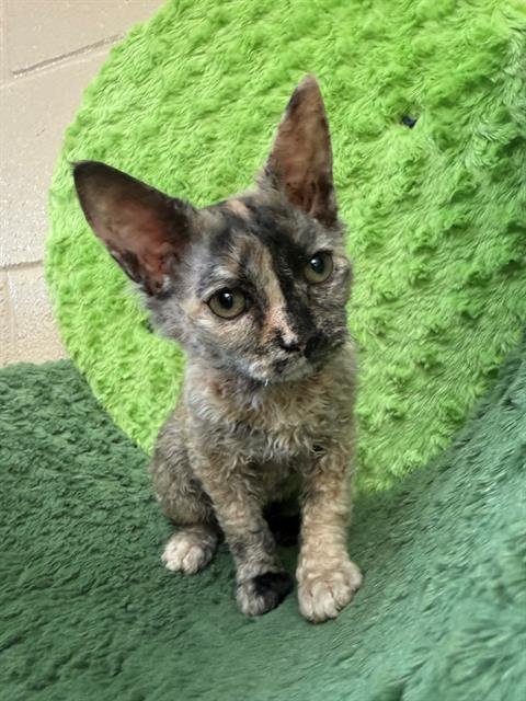 CHOCOCAT - Domestic Short Hair available for adoption