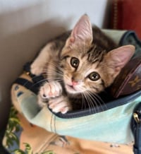 FIFI - Photo 1