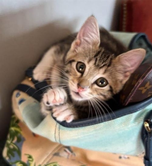 FIFI - Domestic Short Hair available for adoption