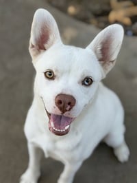 BOLT - Photo 1