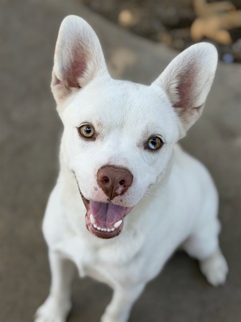 BOLT - French Bulldog / Siberian Husky available for adoption