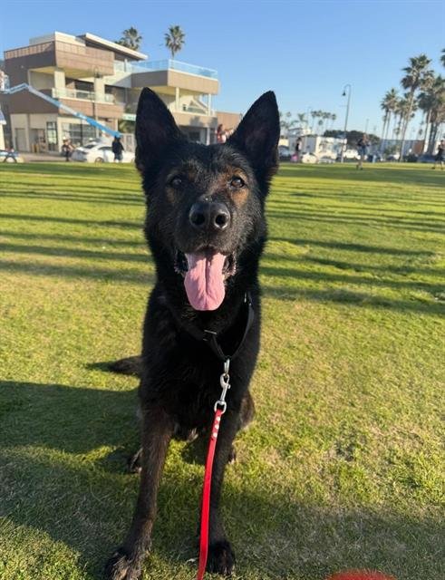 SARGE - German Shepherd Dog available for adoption