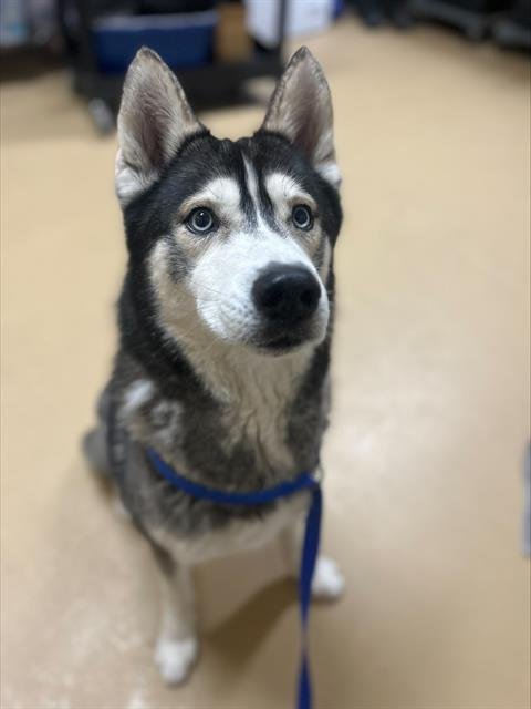 KODIAK Image