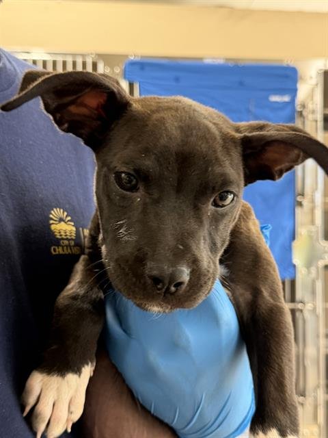 A273925 - Pit Bull Terrier / Labrador Retriever available for adoption