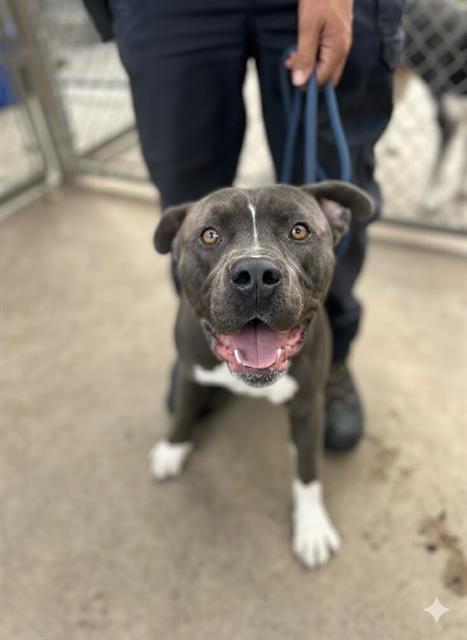 EEYORE - Pit Bull Terrier available for adoption