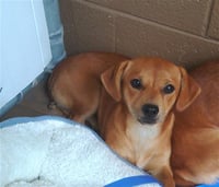 DR. PUP - Photo 1