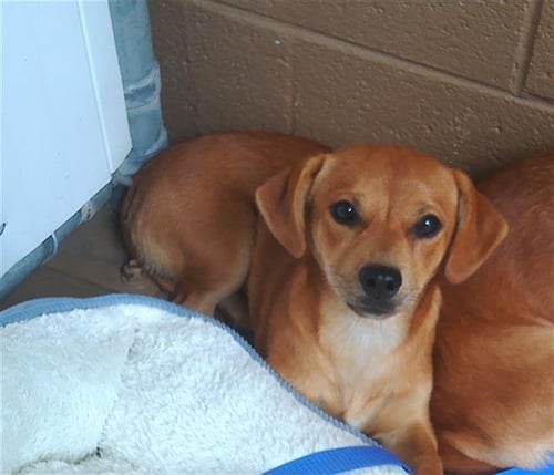 DR. PUP - Chihuahua / Dachshund available for adoption