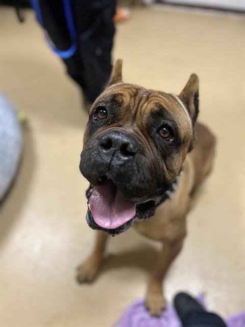 CHUNK - Mastiff available for adoption