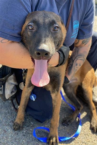 A269773 - Belgian Shepherd Malinois available for adoption