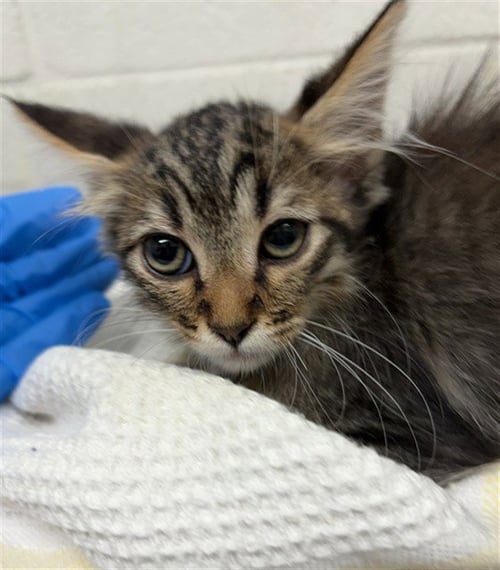 A274124 - Domestic Medium Hair available for adoption