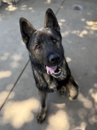KODA - Photo 1