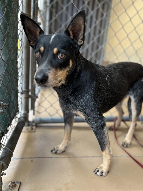 TIANNA - Australian Cattle Dog/Blue Heeler available for adoption
