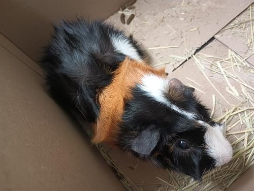CLOVIS - Guinea Pig available for adoption
