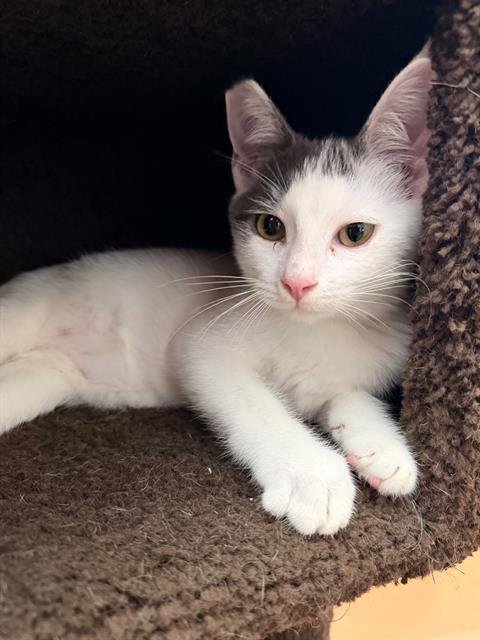 ASIAGO - Domestic Short Hair available for adoption