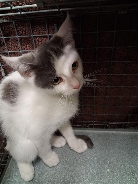 ASIAGO - Domestic Short Hair available for adoption