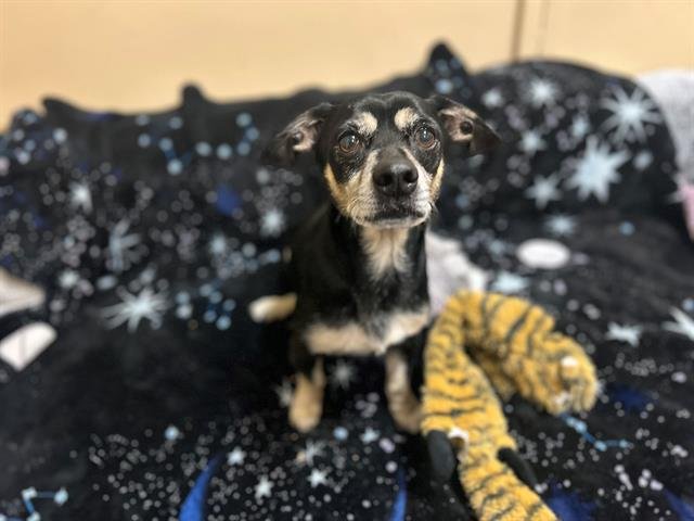 RICO - Chihuahua available for adoption