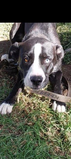 JULIO - Labrador Retriever / Siberian Husky available for adoption