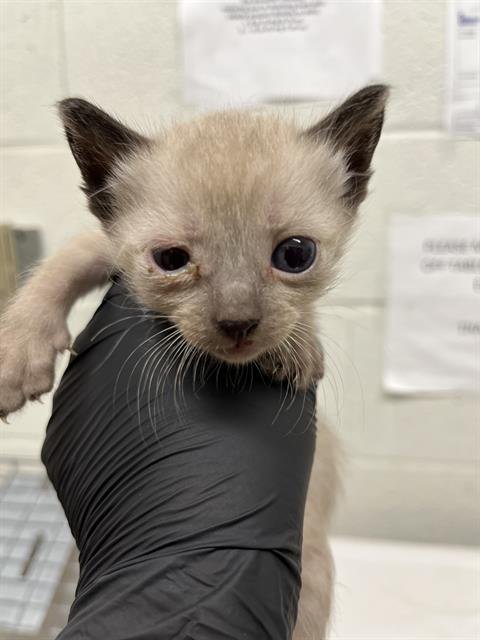 GLACIER - Domestic Short Hair available for adoption