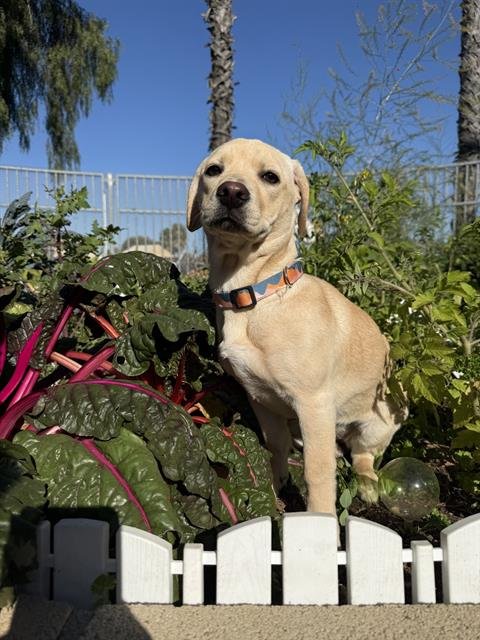 FOCACCIA - Dachshund / Labrador Retriever available for adoption