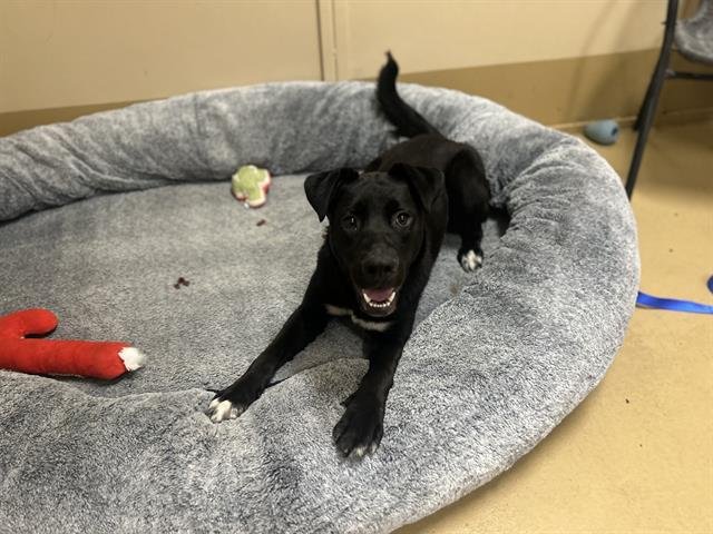 LUNA - Labrador Retriever available for adoption