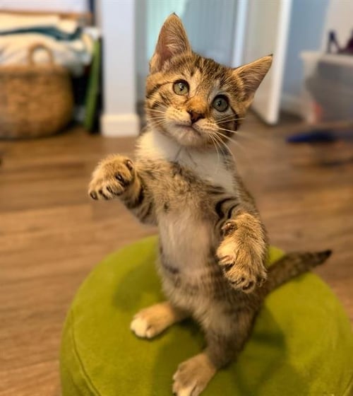 A271844 - Domestic Short Hair for adoption in Chula Vista
