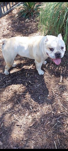 CHUY - English Bulldog available for adoption