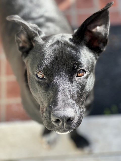 SUKI - Belgian Shepherd Malinois available for adoption