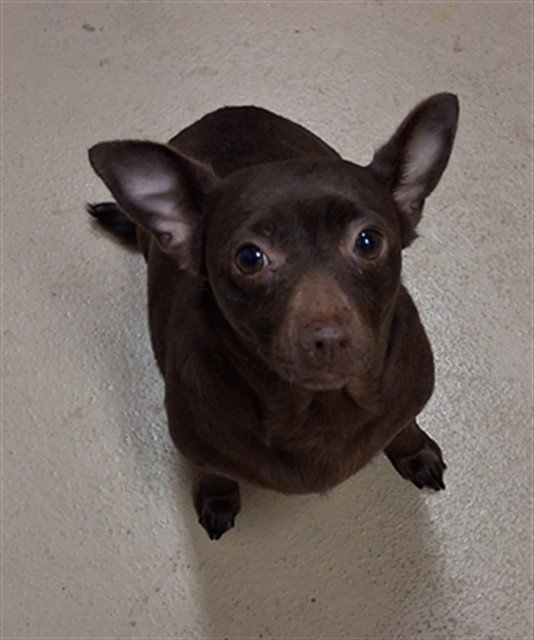 BROWNIE Image