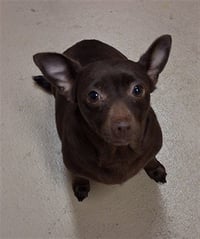 BROWNIE - Photo 1