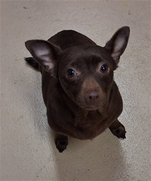 BROWNIE - Chihuahua available for adoption