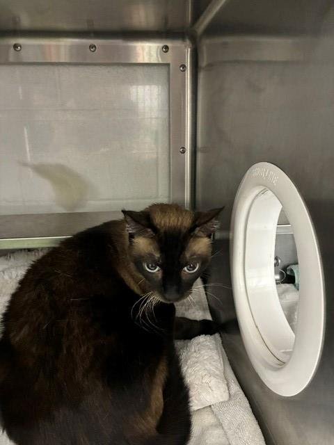 A274402 - Siamese available for adoption