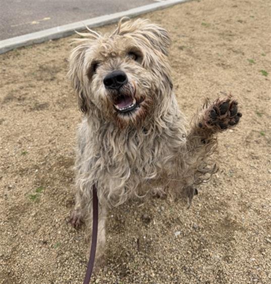 MAX - Miniature Schnauzer / Poodle (Miniature) available for adoption