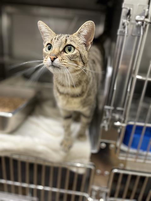 EDDIE - Domestic Short Hair available for adoption